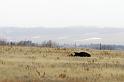 bison09_0021